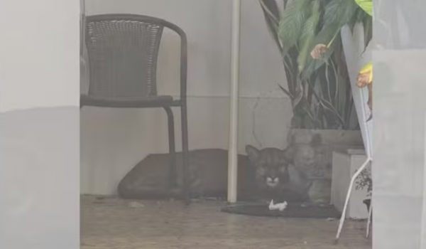 Onça-parda é encontrada em garagem de casa e idoso quase não percebe em SP; confira