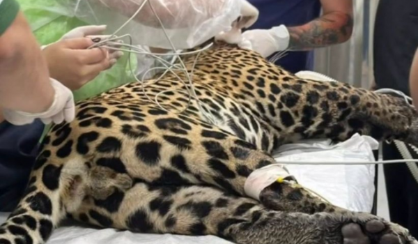 Onça-pintada é resgatada sem forças em rio após levar tiro na cabeça em Manaus