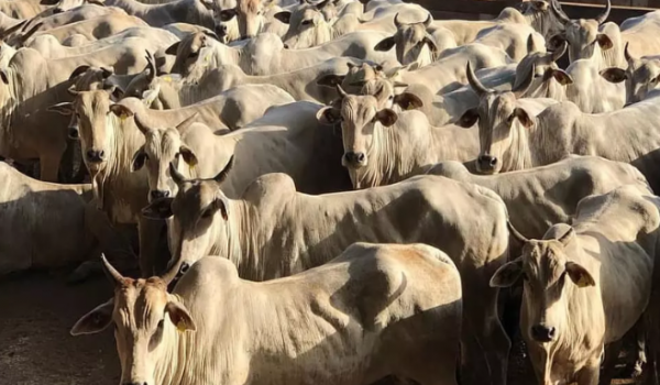 Brasil tem mais gado do que habitantes, aponta pesquisa do IBGE