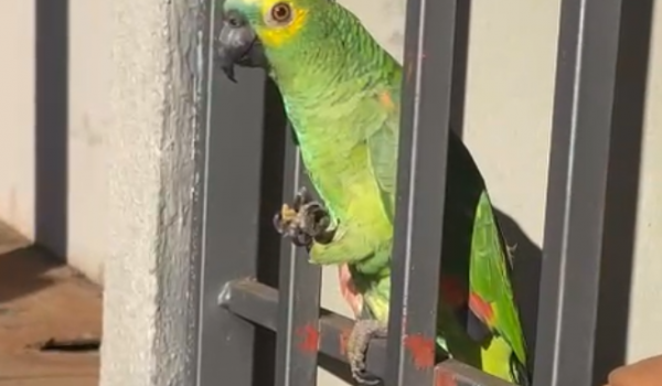 Bombeiros resgatam papagaio adulto que fugiu do lar e pode estar desaparecido