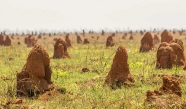 Parque Nacional das Emas, em Goiás, tem cupinzeiros que brilham no escuro com as primeiras chuvas