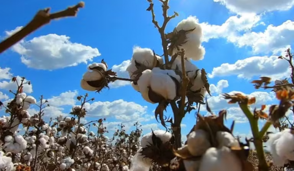 Pela 1ª vez Brasil ultrapassa EUA e se torna o maior exportador de algodão do mundo