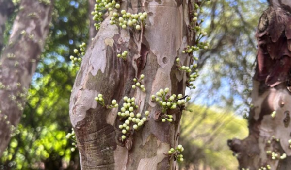 Pesquisas da UEG impulsionam conservação do Cerrado