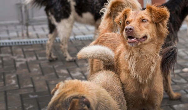 O PERIGO DOS ANIMAIS ABANDONADOS NAS RUAS DE RIO VERDE