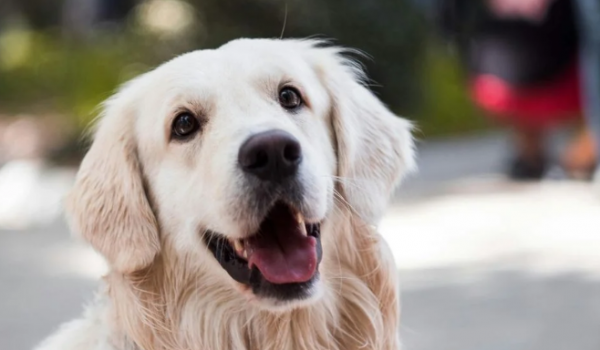 Mel, Luna e Thor estão entre os nomes de pets mais populares no Brasil, aponta pesquisa