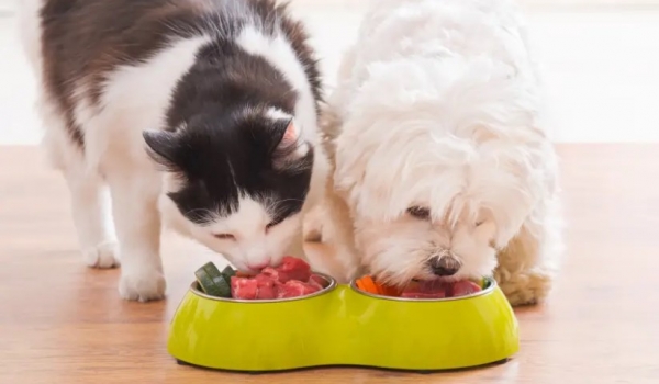 Alimentos comuns da dieta humana podem ser tóxicos para os pets