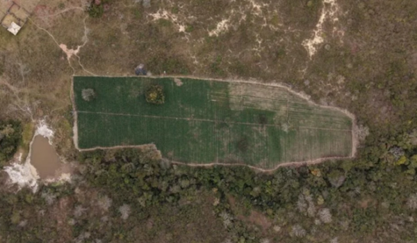 PF encontra plantação com 40 mil pés de maconha durante operação em fazenda de MG