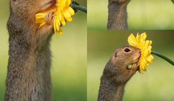 Ternura na natureza: Fotógrafo holandês encanta com esquilos e flores