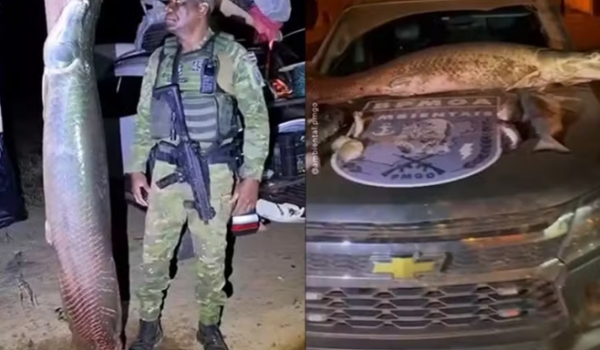 Pirarucu de mais de 100 kg é apreendido durante fiscalização ambiental em Bonópolis