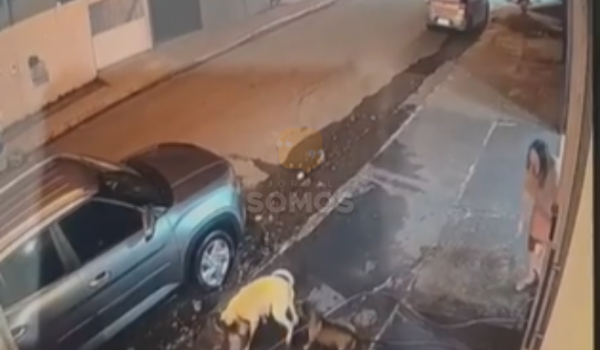 Pitbull ataca e mata cachorra; tutora pede medida protetiva em Jataí