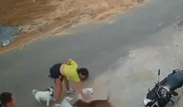 Pitbull foge de casa, ataca cachorro de mulher e ela é agredida pelo dono no Ceará