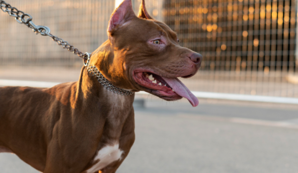 TER PITBULL COMO PET: UMA REFLEXÃO NECESSÁRIA