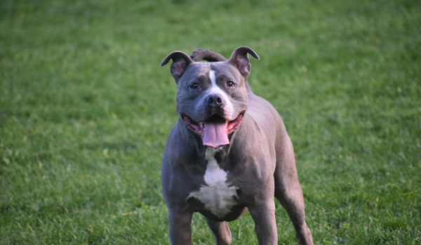 Laudo aponta que pit bull foi morto a tiros em Mineiros; versão inicial é contestada