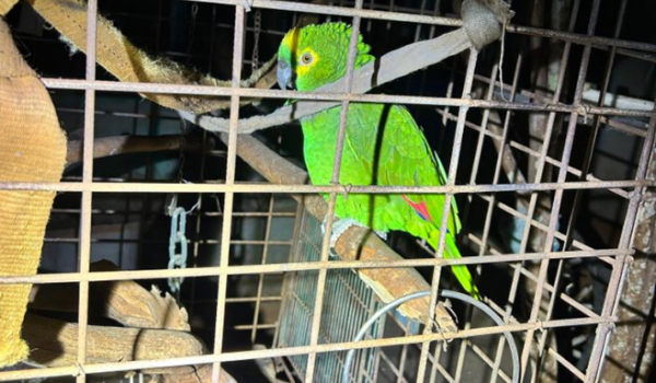 PM encontra papagaio em situação de maus tratos e prende mulher em residência por tráfico no Nilson Veloso