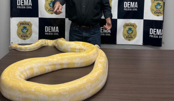 Polícia Civil de Goiás apreende cobra píton sem documentação e origem