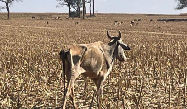 Polícia Civil investiga morte de 80 cabeças de gado em fazenda de Santa Helena de Goiás