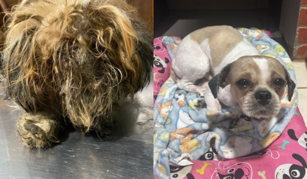 Cachorro abandonado em condições insalubres ganha novo lar e família, em Rio Verde