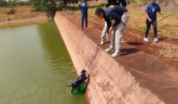 PRFs salvam cachorrinha que caiu em tanque de água em Jataí