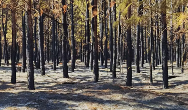 Queimadas atingem floresta que dá origem a lápis de cor em Minas Gerais