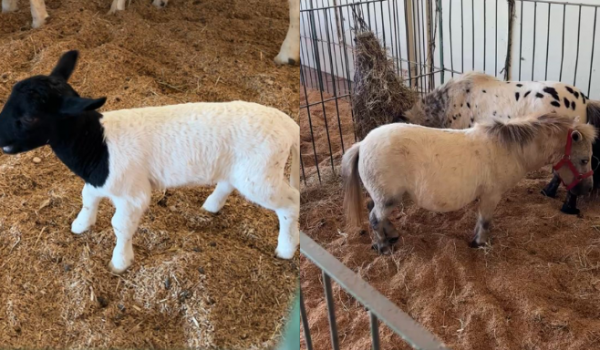 Rancho do Peãozinho leva animais e experiências do agro para crianças na Expo Rio Verde 2026