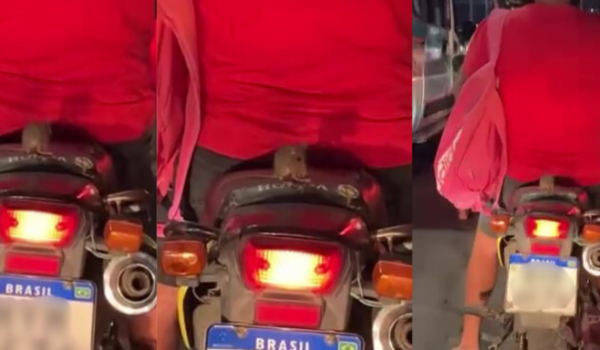 Rato vira passageiro inesperado e chama atenção em moto no trânsito do Ceará