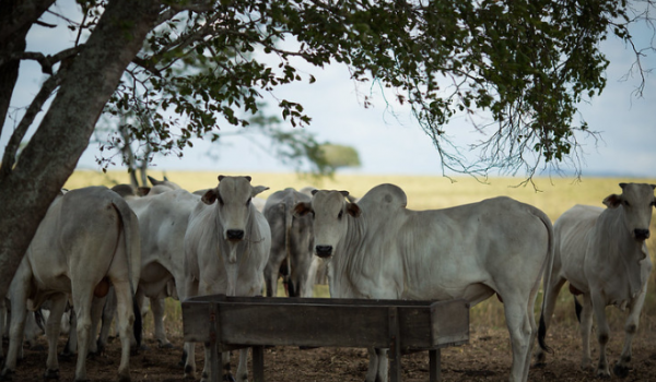 Rebanho bovino de Goiás chega a 22,7 milhões de cabeças em 2024, segundo Agrodefesa