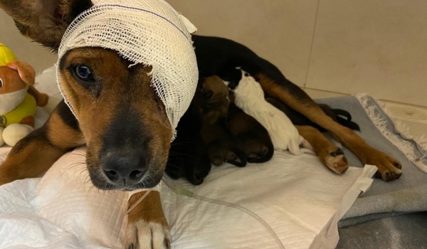 Cadela recolhida pela Polícia por maus tratos em Rio Verde, dá à luz cinco filhotes