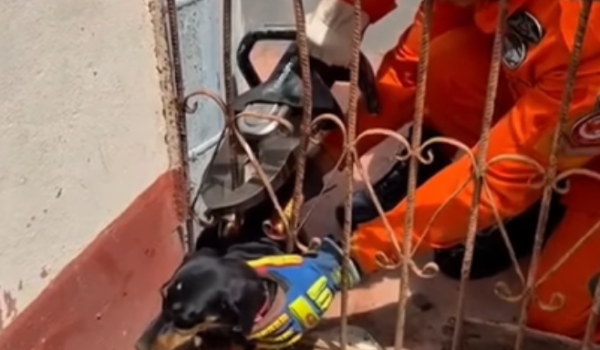 Cachorro fica preso em grade de portão e é resgatado pelos bombeiros em Jataí