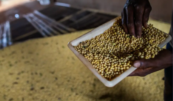 Rio Verde e Cristalina se destacam entre as 10 maiores potências agrícolas do Brasil; confira o ranking