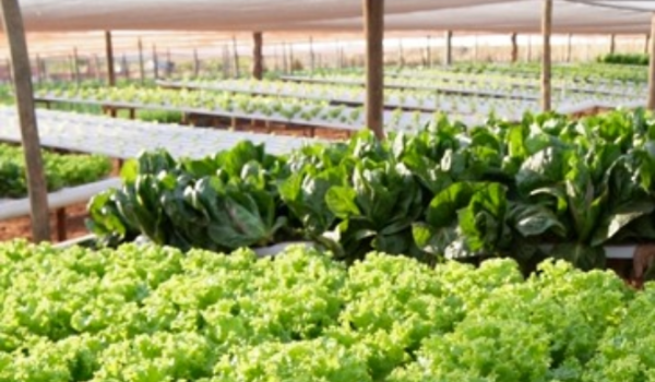 Rio Verde fortalece segurança alimentar e cria novos instrumentos de apoio à agricultura familiar