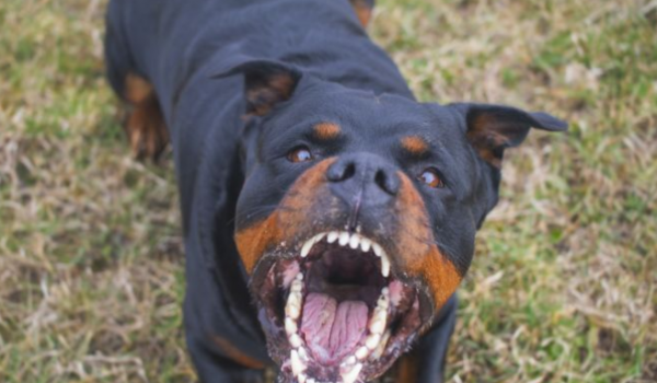 Rottweiler entra em residência e ataca morador no Bairro Interlagos em Rio Verde