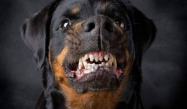 Rottweiler ataca mulher e PM dispara contra animal para se defender em Rio Verde