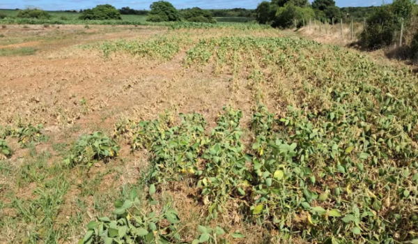 Rio Grande do Sul quer fundo de R$ 15 bi para ajudar produtores atingidos por perdas climáticas