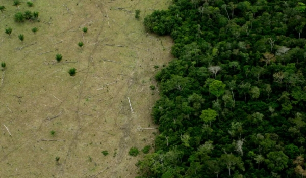 Desmatamento cresceu 20% em 2021 no Brasil 