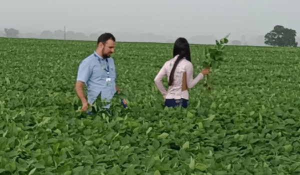 Secretaria confirma primeiros focos de ferrugem asiática em lavouras de soja de Rio Verde e Montividiu