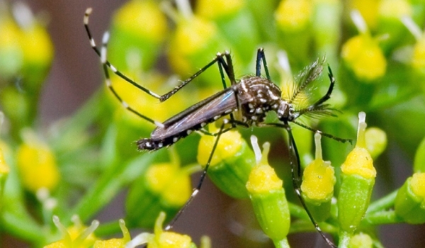 SES-GO alerta goianos para o combate ao mosquito da dengue