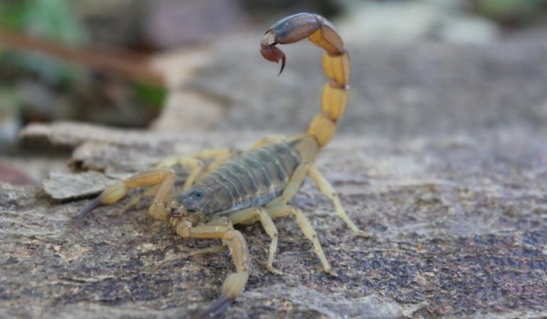 SES-GO alerta população para cuidados com escorpiões no verão