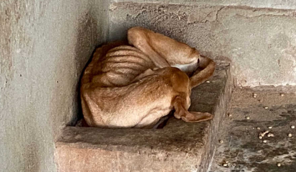 MP flagra maus-tratos e condições insalubres em ONG de proteção animal em Caldas Novas