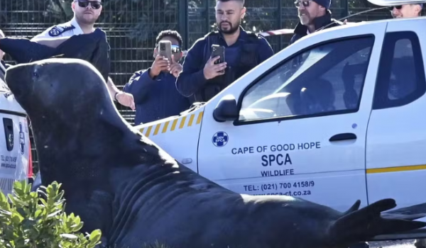 Elefante-marinho de duas toneladas causa comoção ao caminhar por ruas na Cidade do Cabo