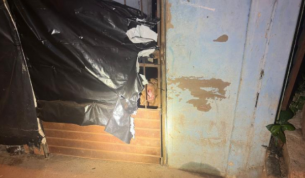 Pitbull invade residência e ataca cachorro na Vila Serpró