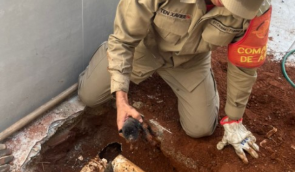 Filhote é salvo de tubulação de esgoto pelos bombeiros em Aparecida de Goiânia