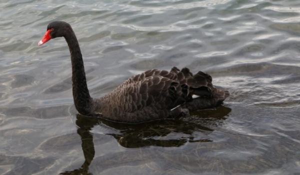 Cisne negro morto no zoológico de Goiânia não apresentou sinais de gripe aviária