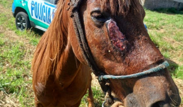 PM resgata cavalo vítima de maus-tratos em lote baldio no Bairro Popular