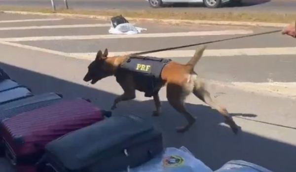 PRF prende mulher com 25 kg de maconha escondidos em malas perfumadas