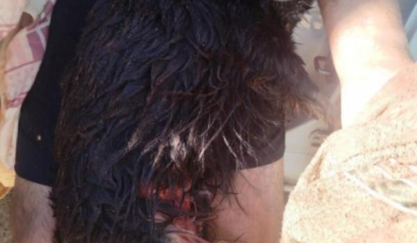 Pitbulls invadem casa e matam cachorrinha em ataque violento no bairro Primavera