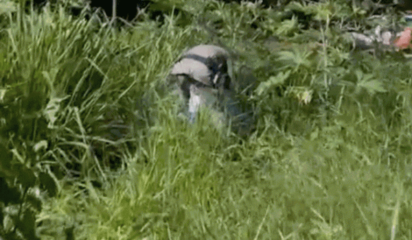 Cocaína, skunk e maconha são encontrados em caixa térmica pela PM em Rio Verde