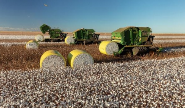 Produção de Algodão em Goiás tem normas atualizadas pela Agrodefesa