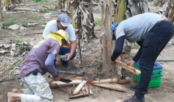 Fungo pode ser usado para controlar pragas na produção de bananas