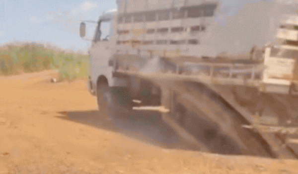 Batalhão Rural recupera gado furtado após ação na zona rural de Rio Verde