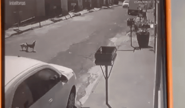 Motorista foge após atropelar cachorro e acaba localizado pela GCM em Rio Verde
